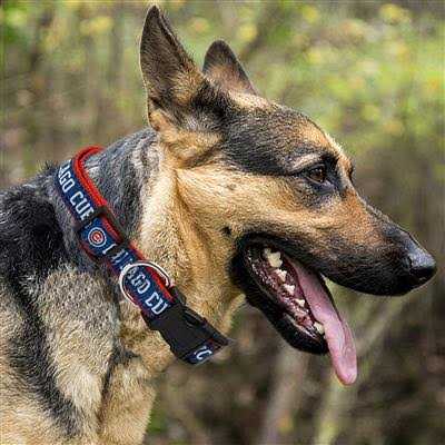 Dog Collar M366408