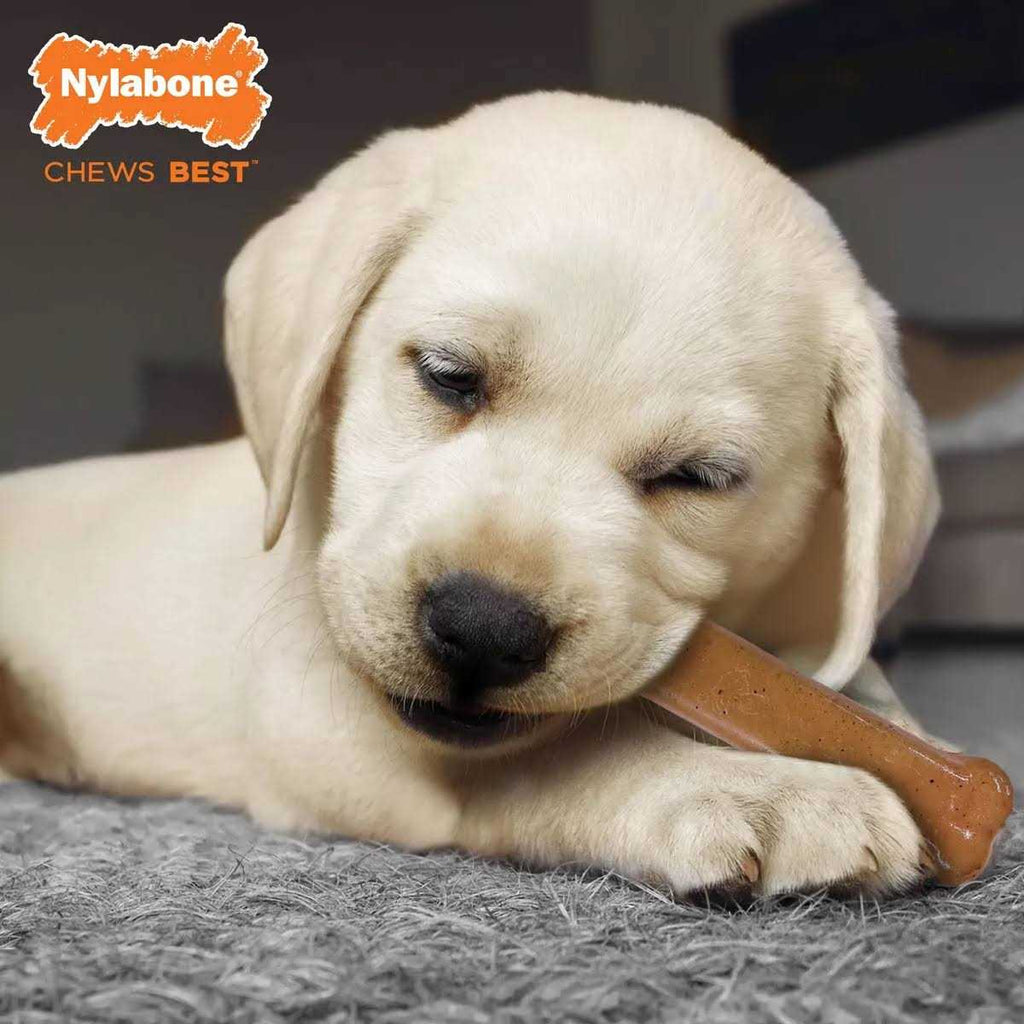 Puppy Starter Kit C6100