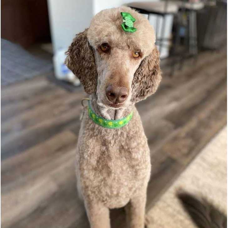 Dog Collar N243748