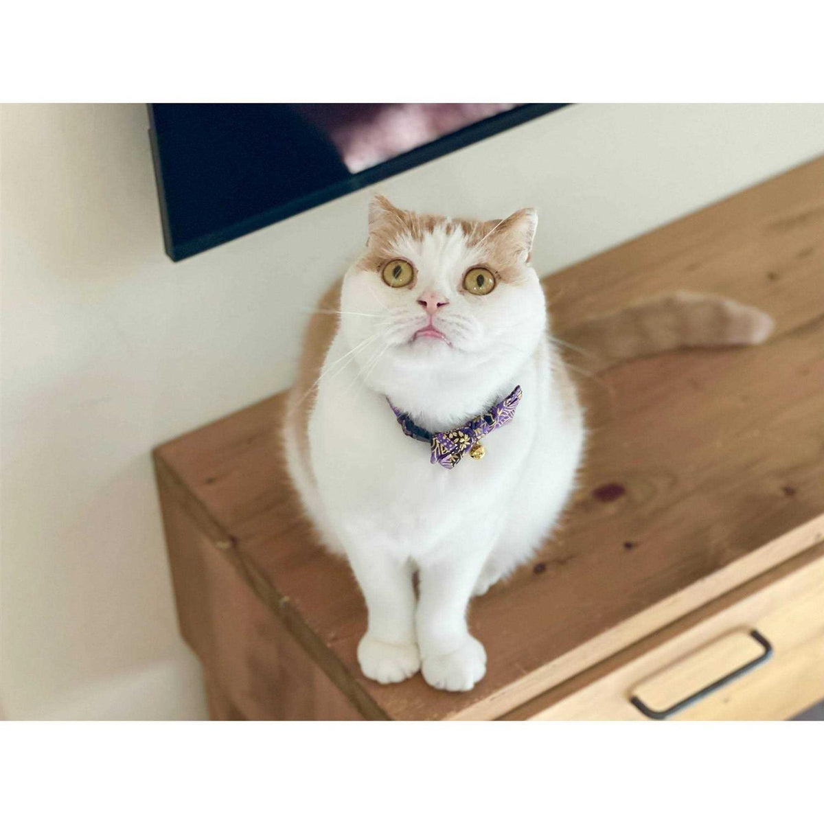 Bow Tie Cat Collar B439988