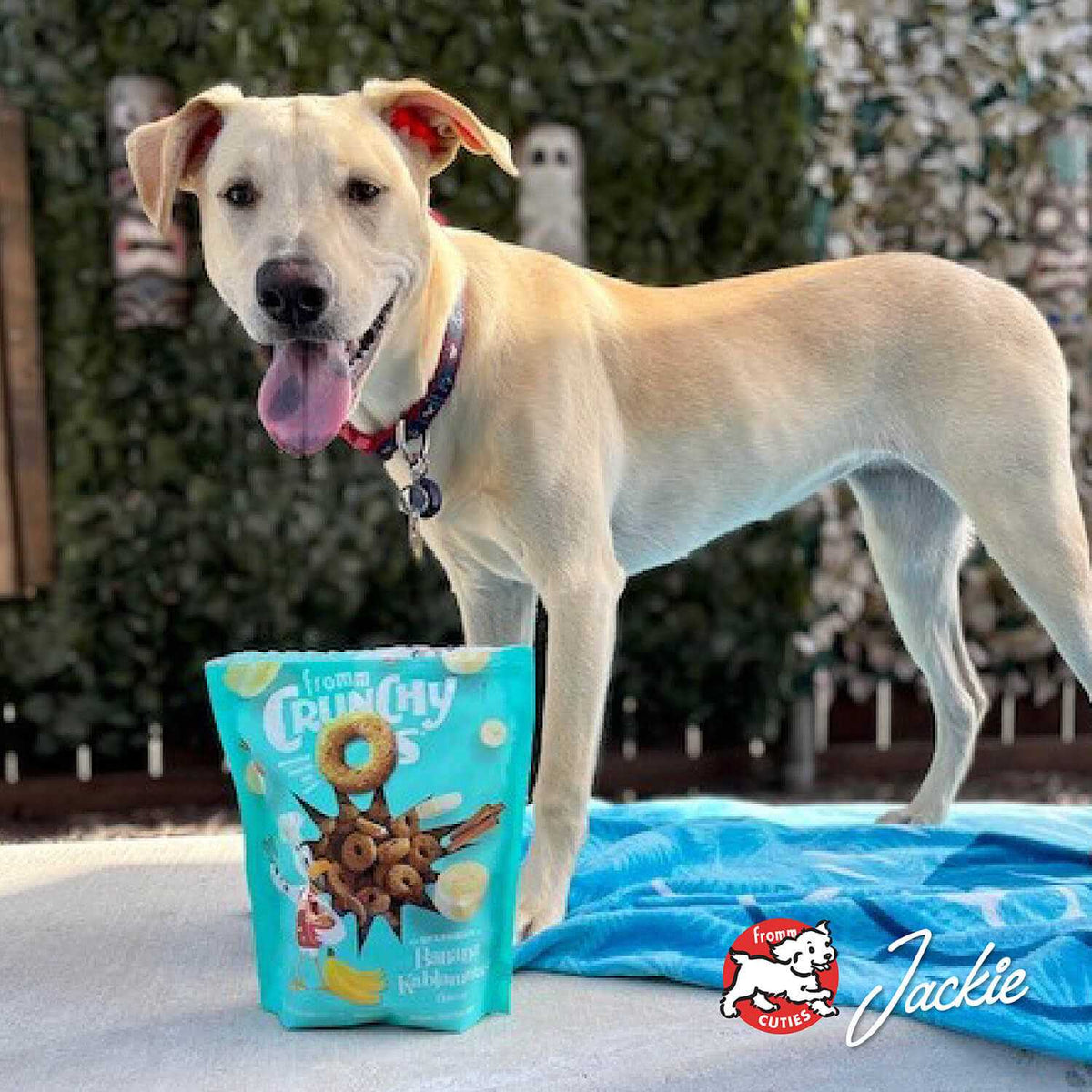 Crunchy O's Dog Treats Y871648