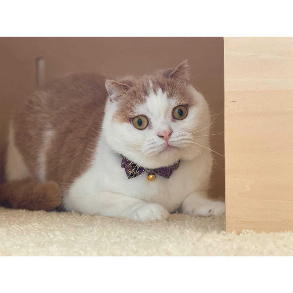Bow Tie Cat Collar B439988
