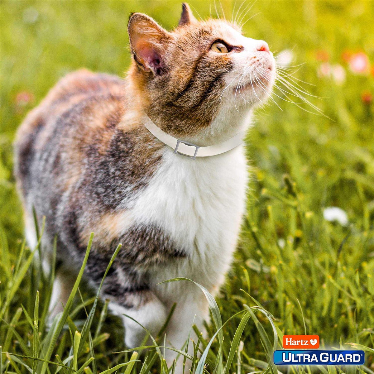 Flea & Tick Collar for Cats & Kittens A14763