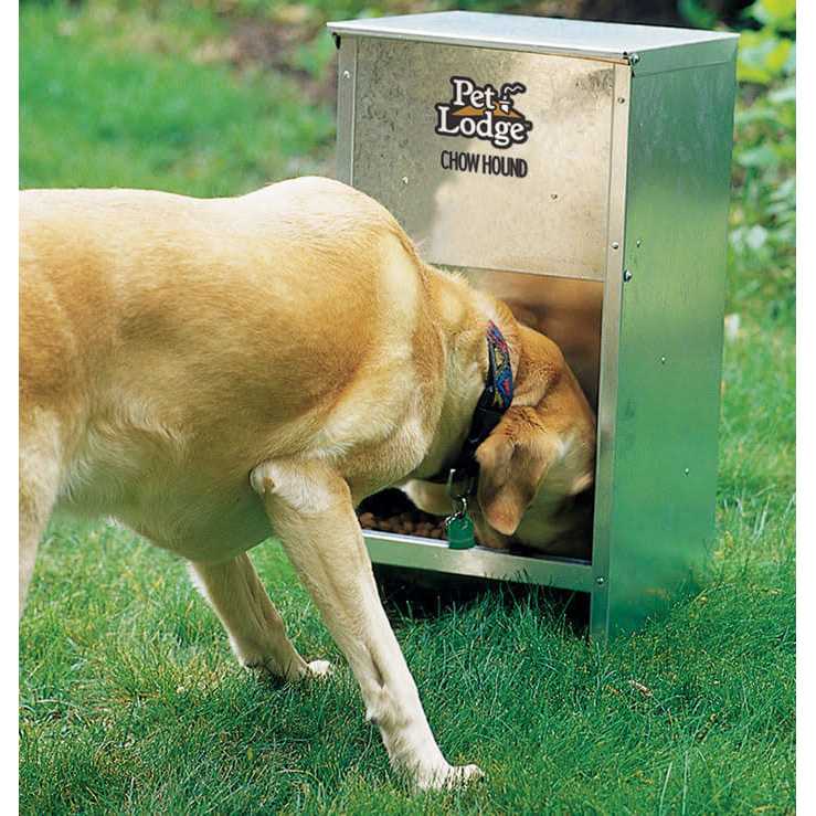 Dog Feeder I265