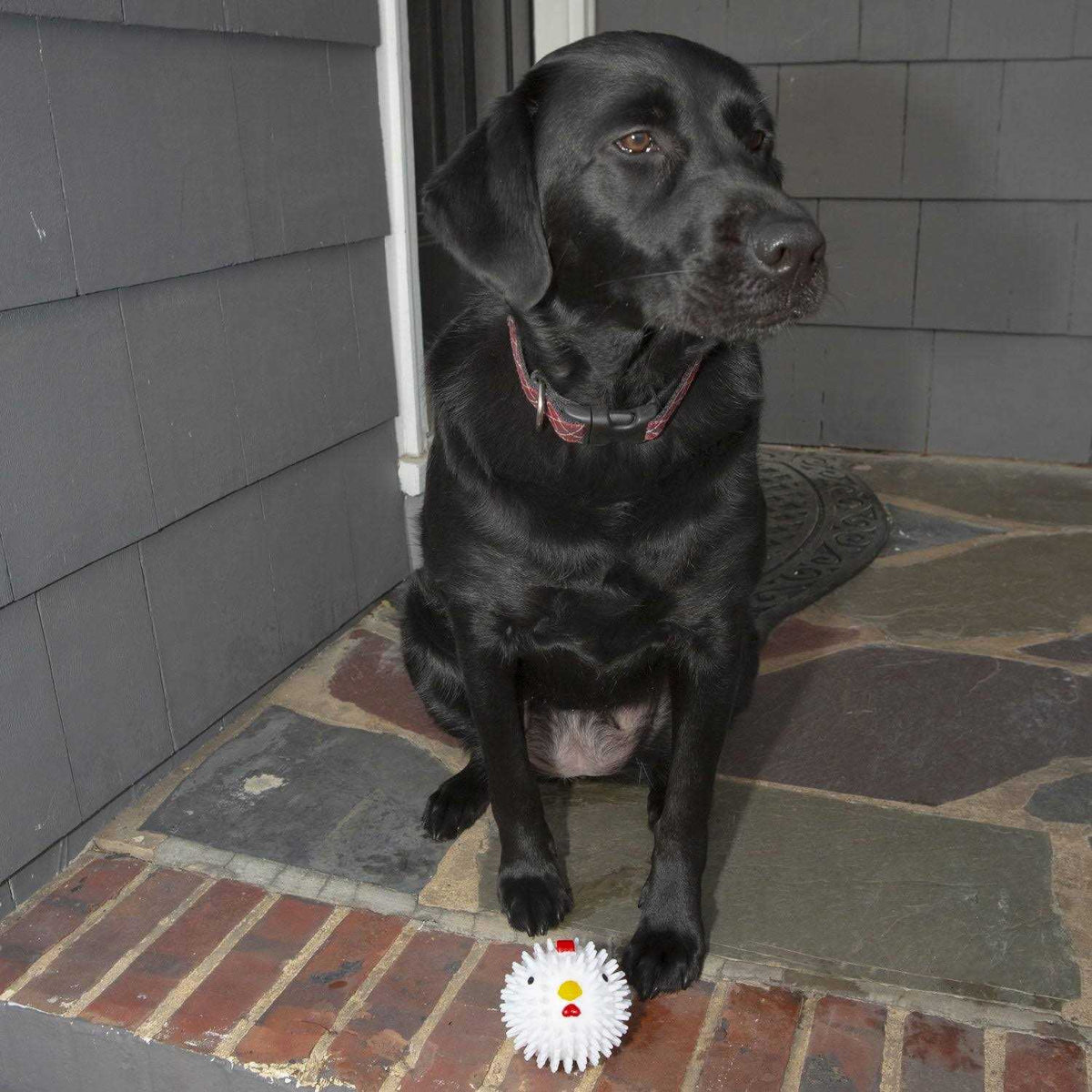 Chicken Dog Ball Z59902