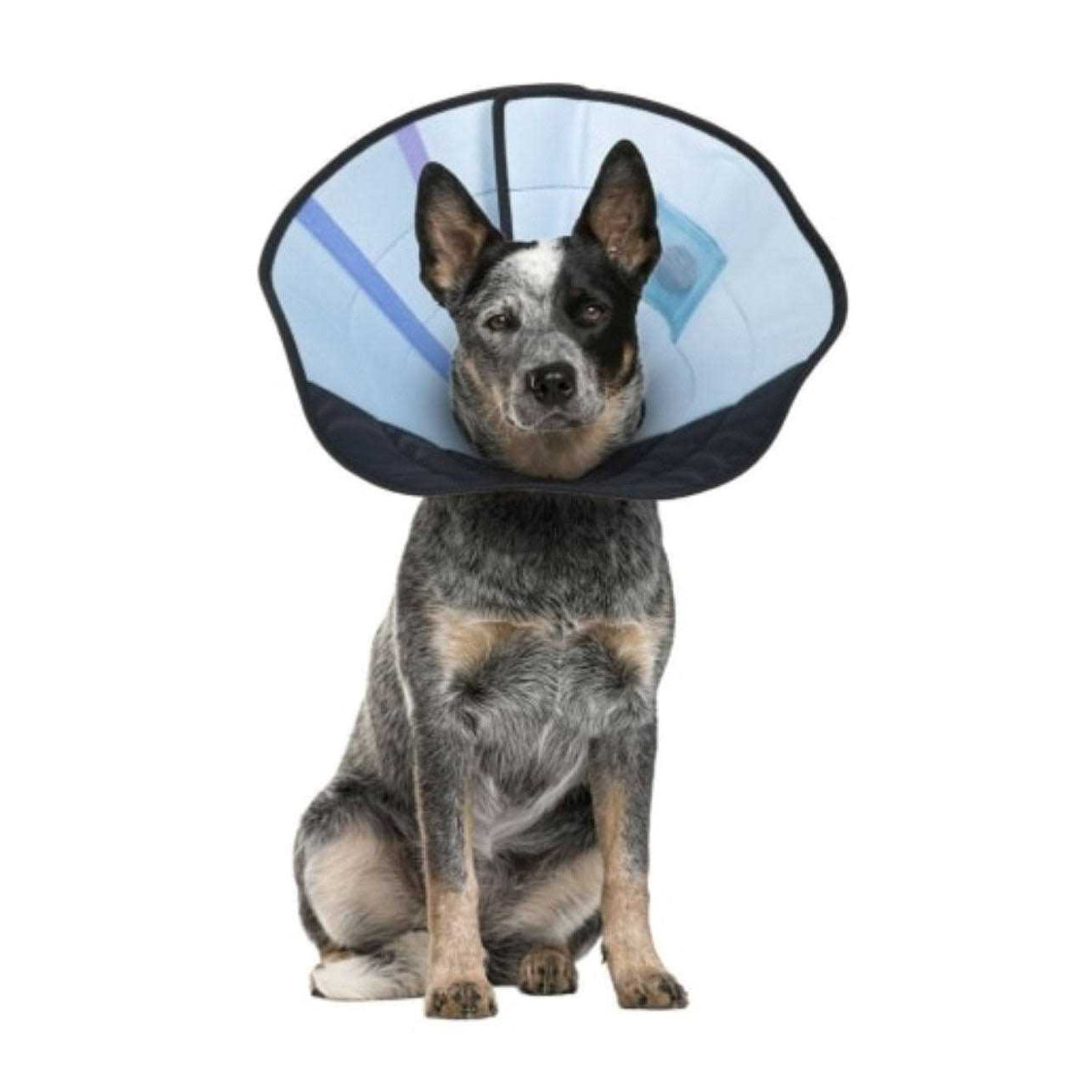 Dog Calming Collar B603166