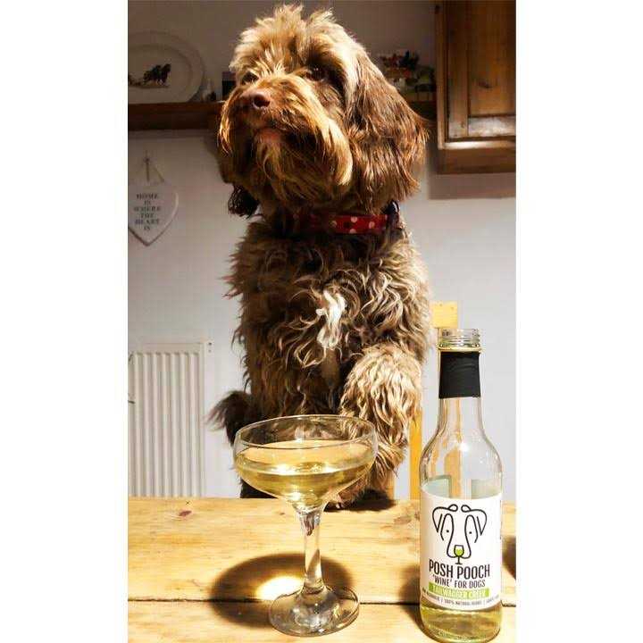 Dog Wine Duo Pack O538