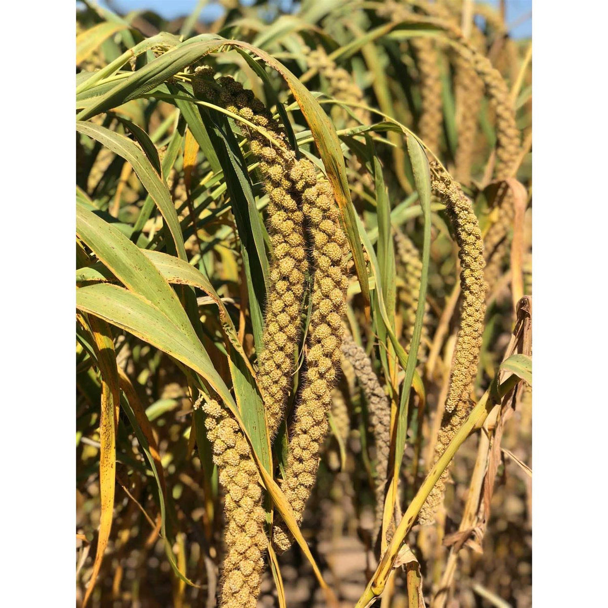Sun-Dried Non-GMO Pet Supplies O599