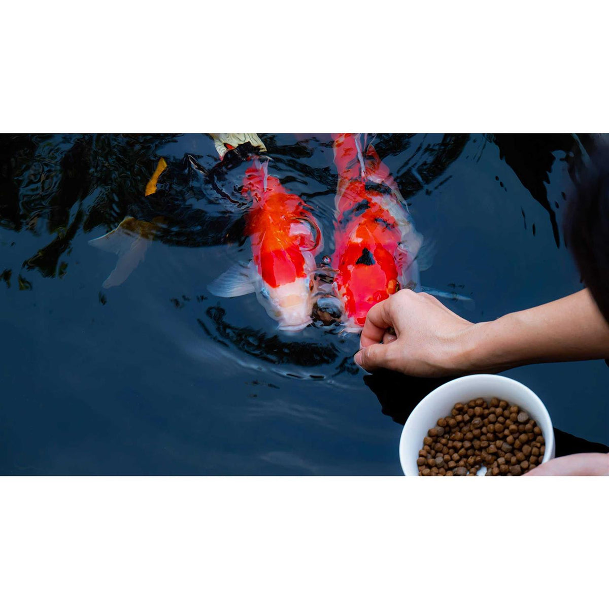 Floating Fish Food J519034
