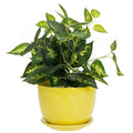 7 Inch White Ceramic Plant Pot with Drainage Hole and Saucer U5487