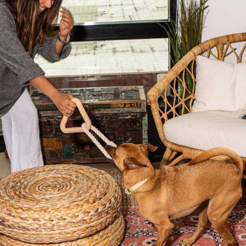 Triangle Tug Dog Toy V63053