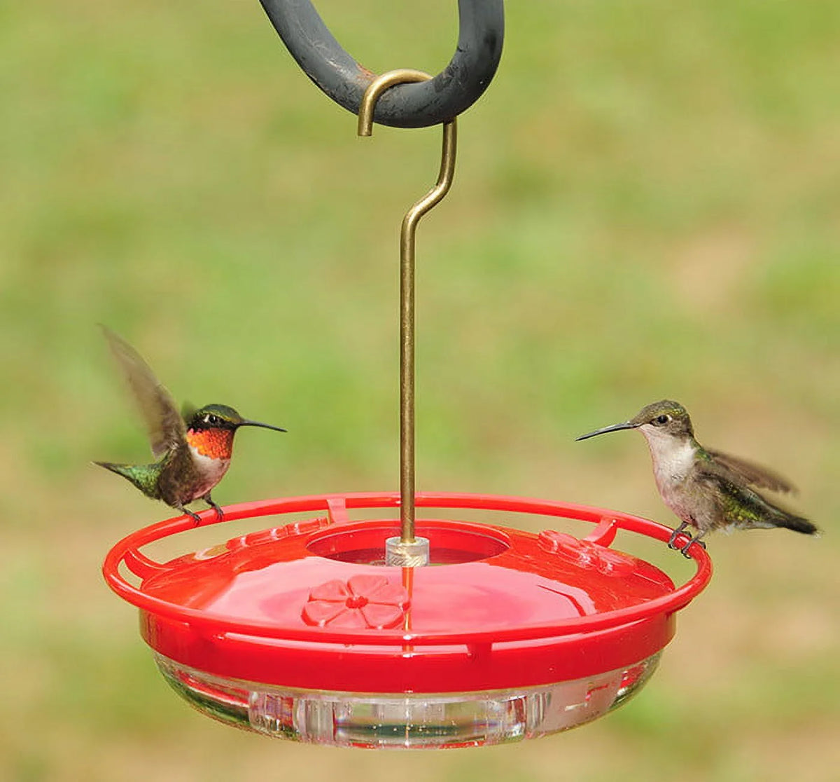 Hanging Hummingbird Feeder Q9691