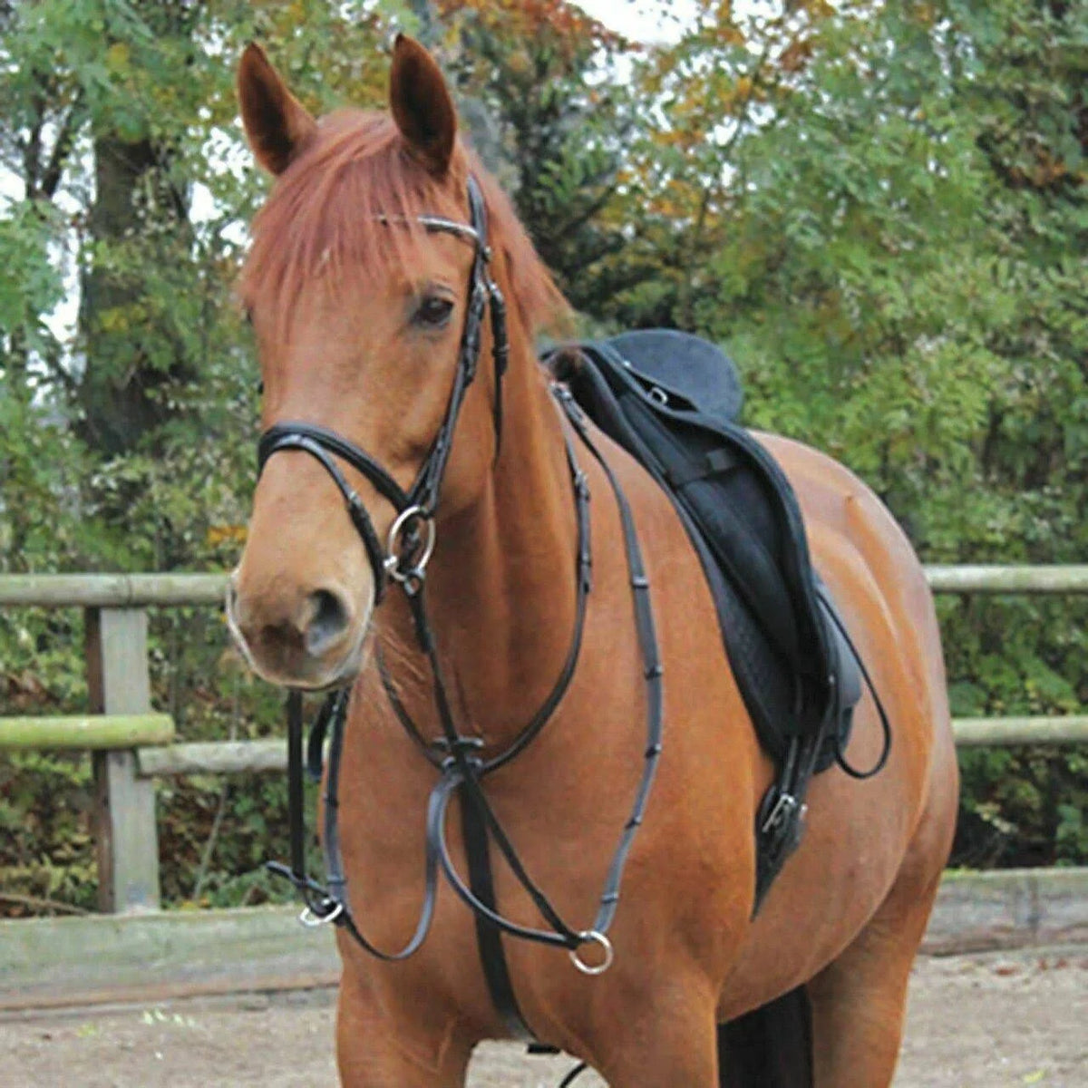Black Martingale I338150