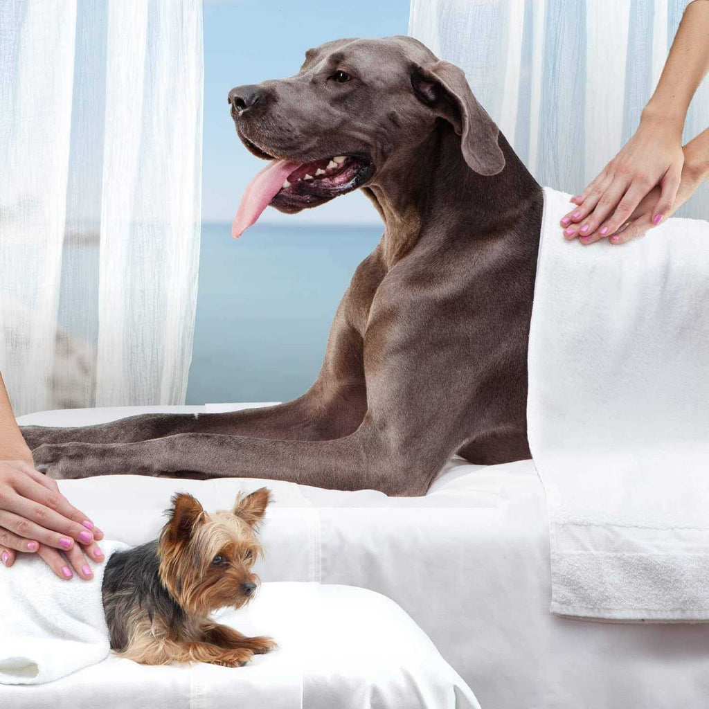 Senior Dry Dog Food C28600